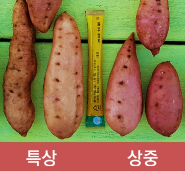 (세척) 호박고구마 - 5kg  (특상)