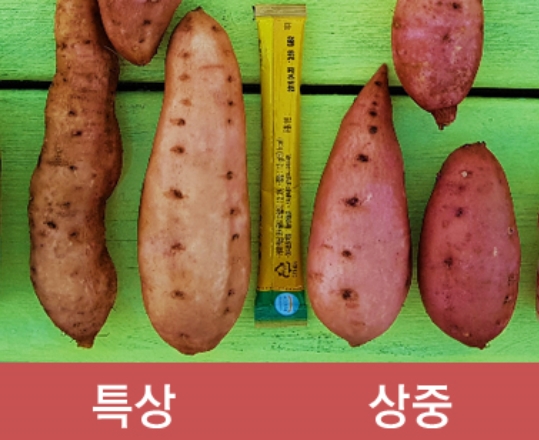 (세척) 호박고구마 - 3kg  (특상)