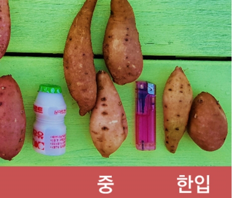 (세척) 꿀밤고구마  5kg (중)