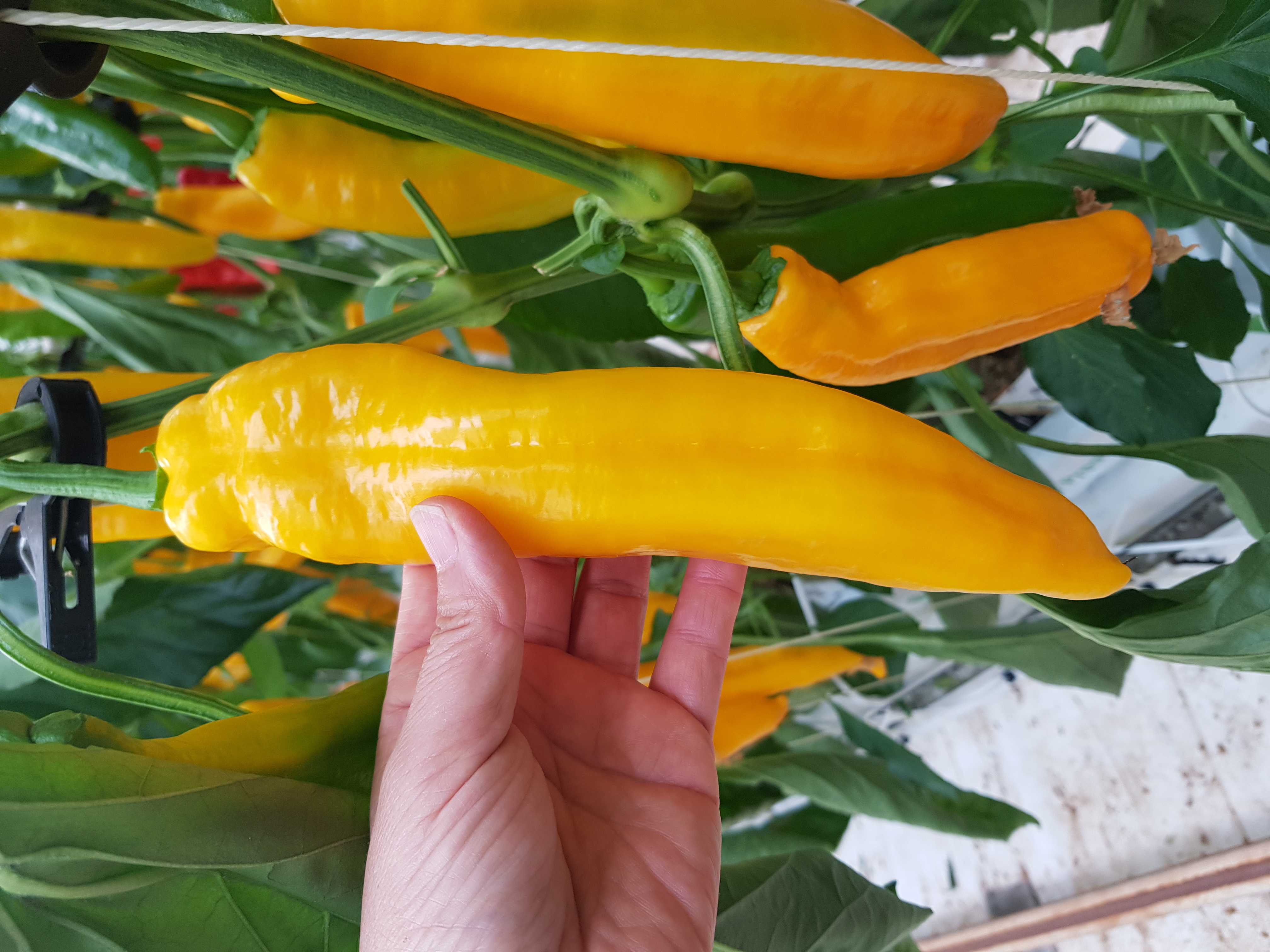 길쭉달달 바나나파프리카 - 5kg ( 35~60개내외 )