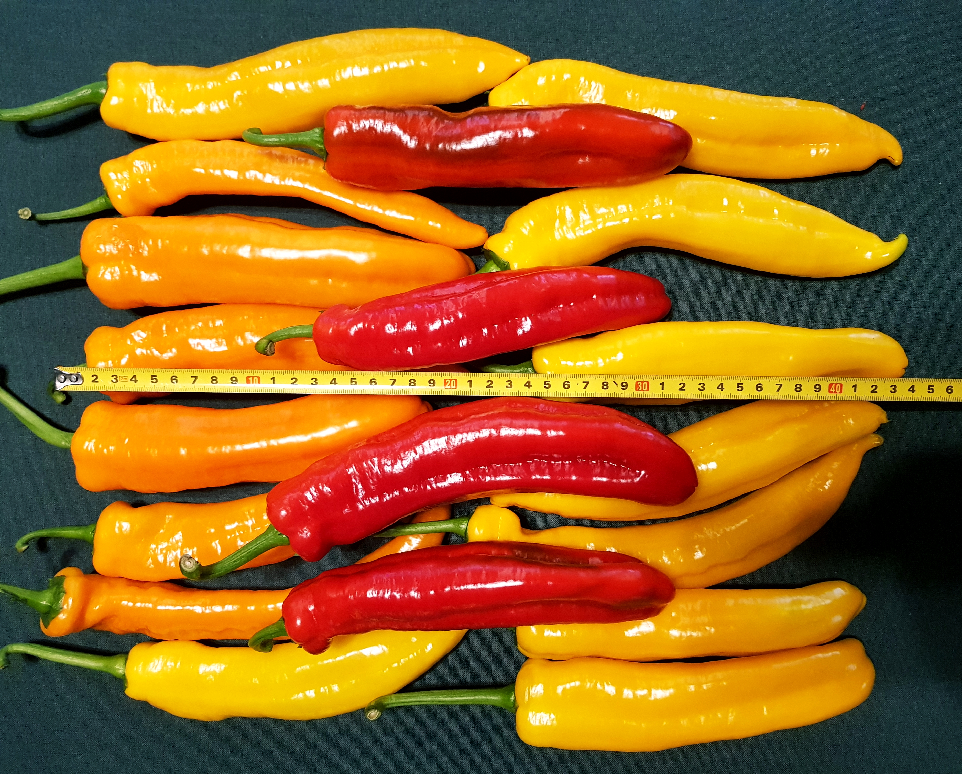 길쭉달달 바나나파프리카 - 1.5kg (9~16개내외)