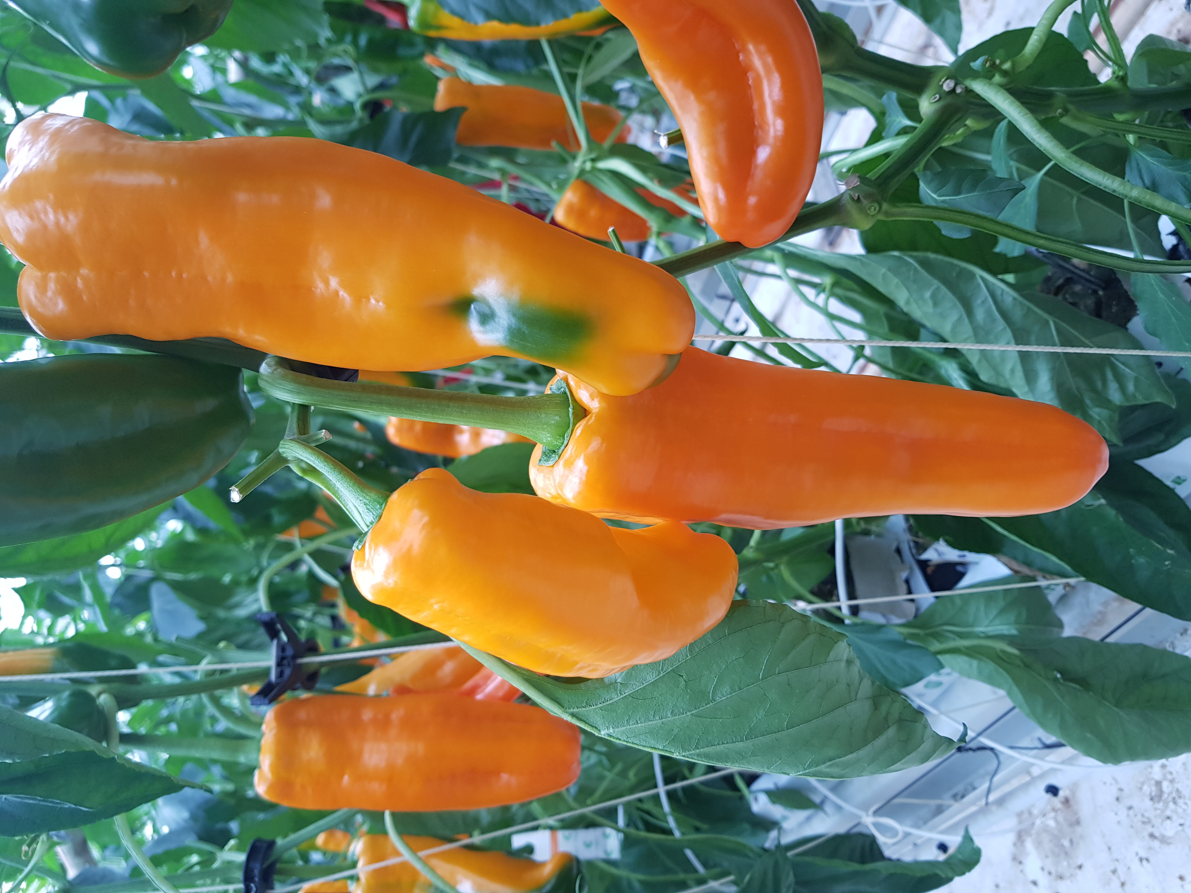 길쭉달달 바나나파프리카 - 1.5kg (9~16개내외)