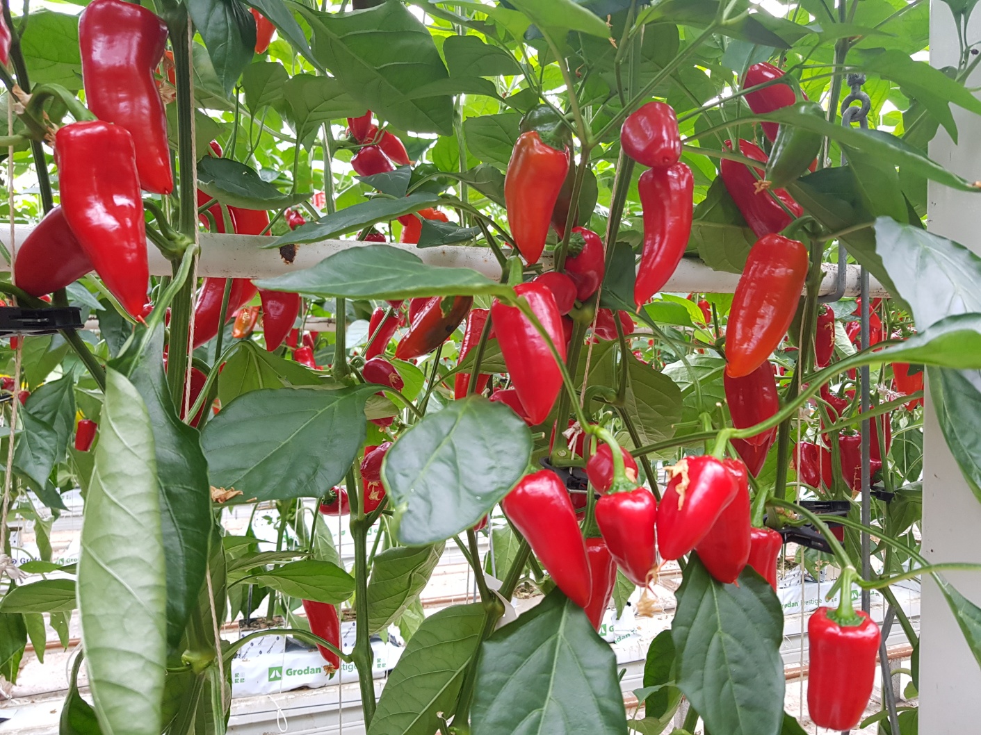 씨없는 미니파프리카 - 3kg