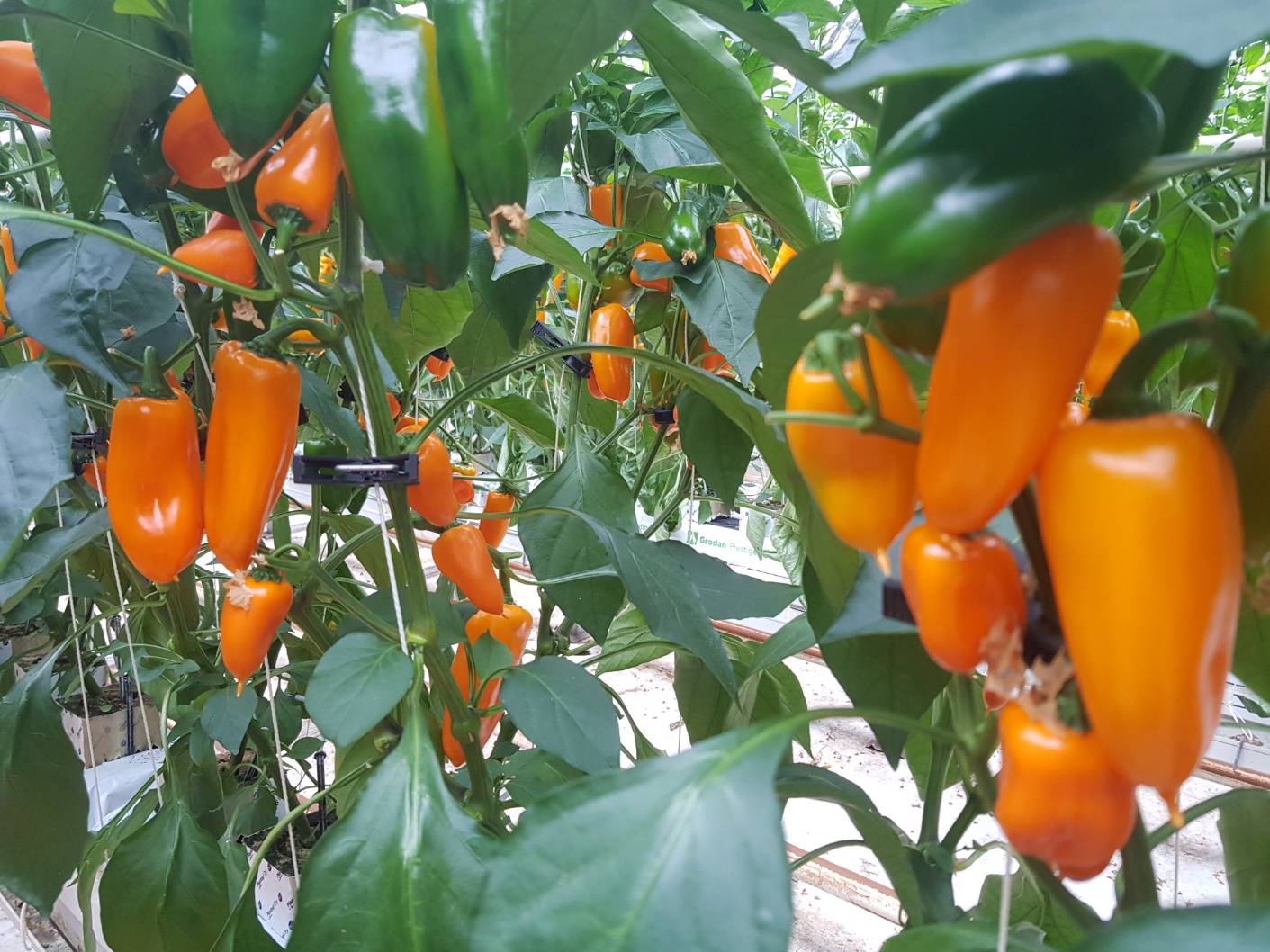 씨없는 미니파프리카 - 3kg